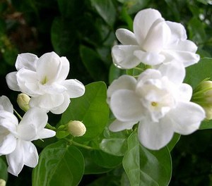 Hoa Nhài là loài hoa có hương thơm rất dễ chịu